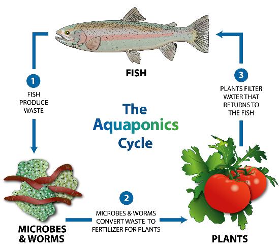 aquaponics system nutrient cycle